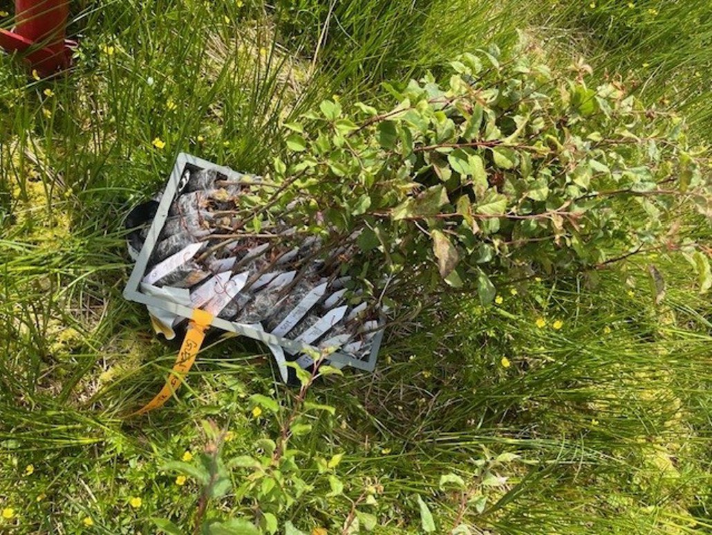 A box of small apple trees waiting to be planted