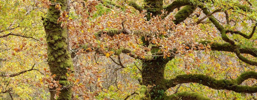 Trees covered in moss and lichens in autumn.