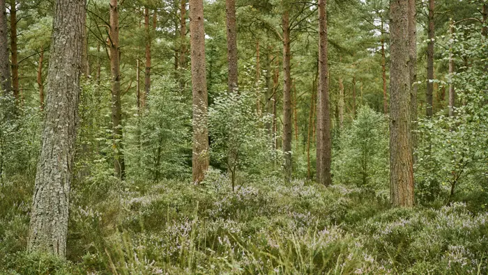 Trees and heather, Devilla Forest, near Kincardine