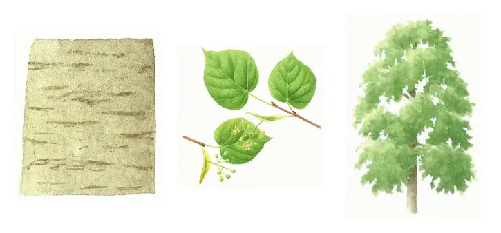 botanical drawing of small leaved lime tree