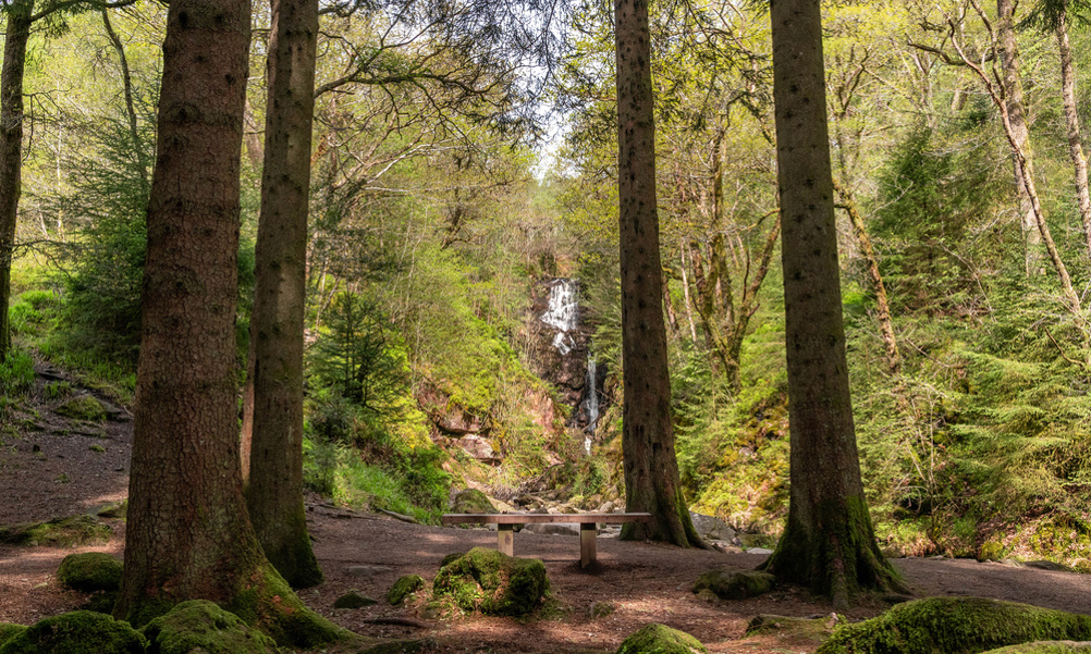 A waterfall through trees and a wooden bench