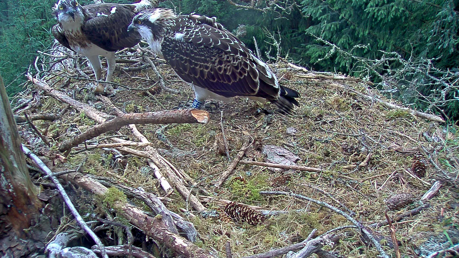 Ospreys in a nest