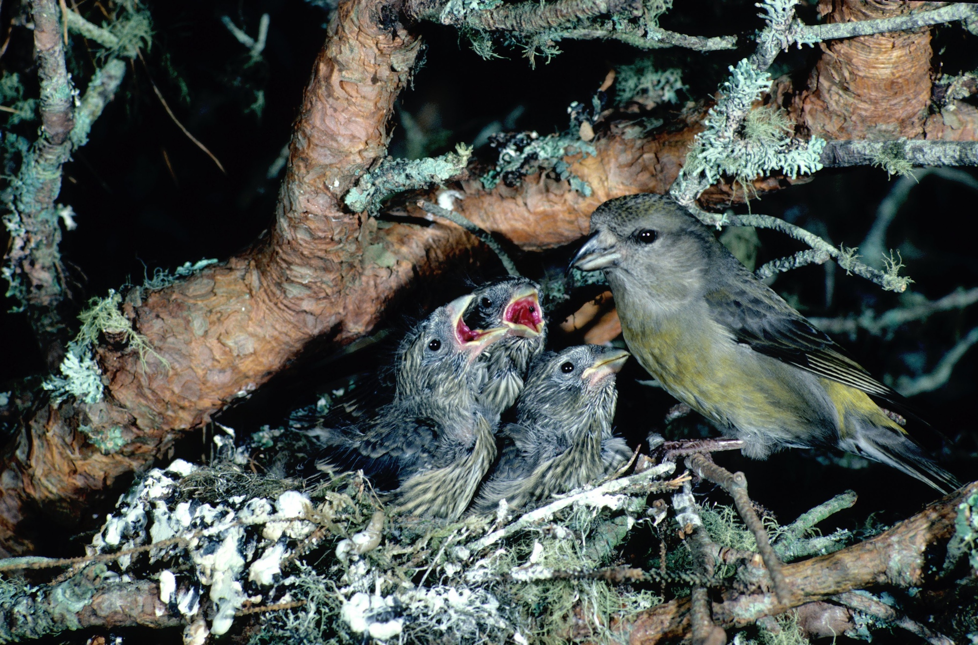 Scottish Crossbill feeding young at nest (Loxia scotica - Female)