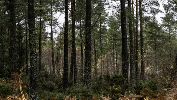 A conifer forest in autumn