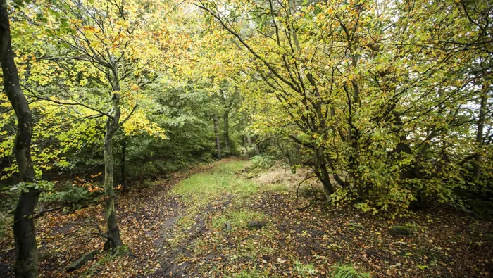  A leaf littered forest path through a mixed woodland
