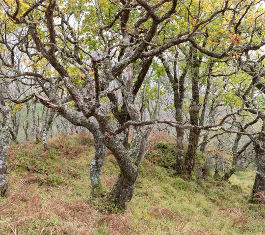 Twisted oak trees in autumn.