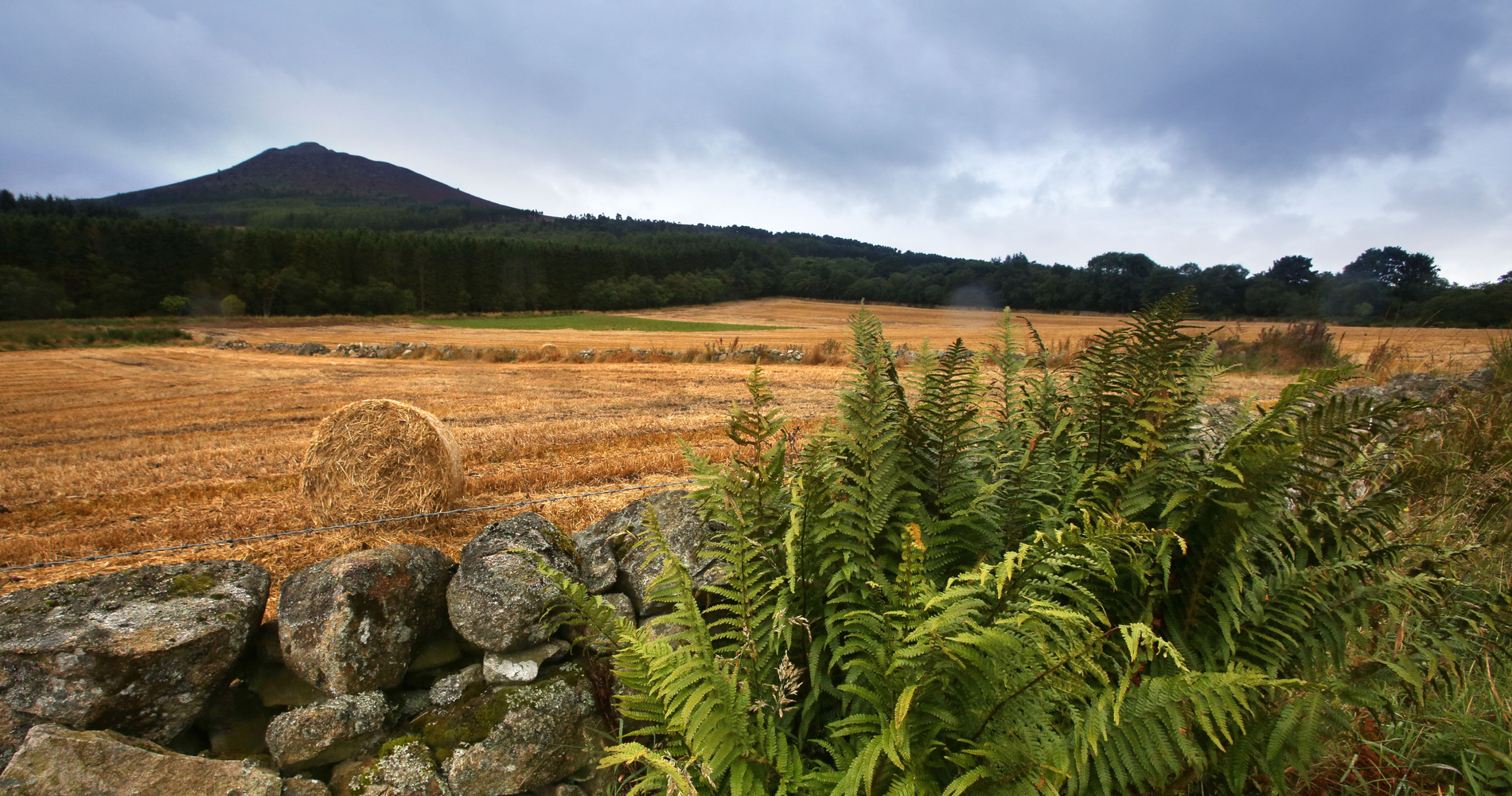 Drooping conifer branch