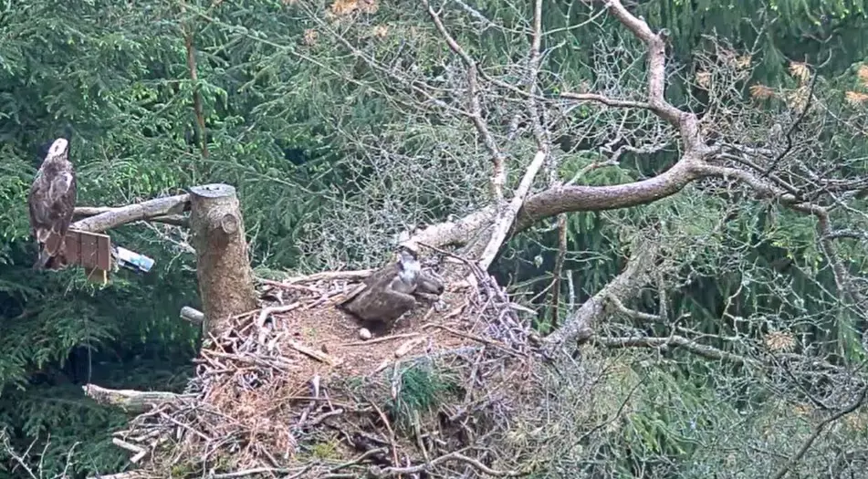 An osprey in its nest looks towards another osprey sitting on a large tree branch