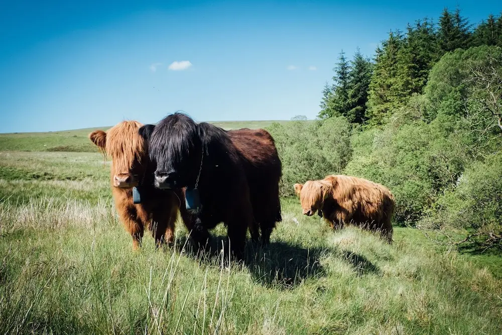 three cows with GPS collars in a field next to a woodland