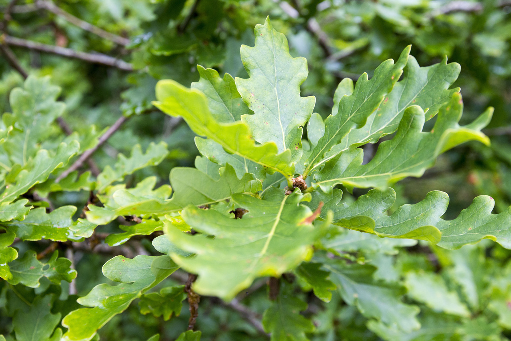 Green oak leaves.