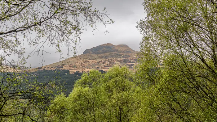 A rocky mountain through trees