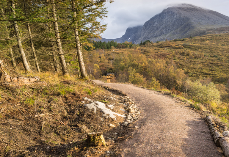 Forest track winding over a hillside towards dense green conifer trees with clouds overhead.