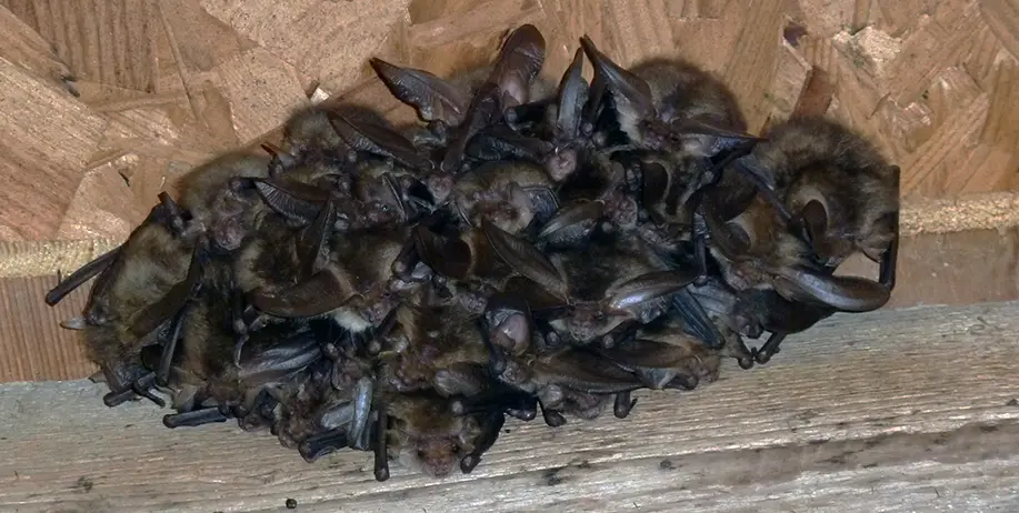 A Brown Long-eared bat roost