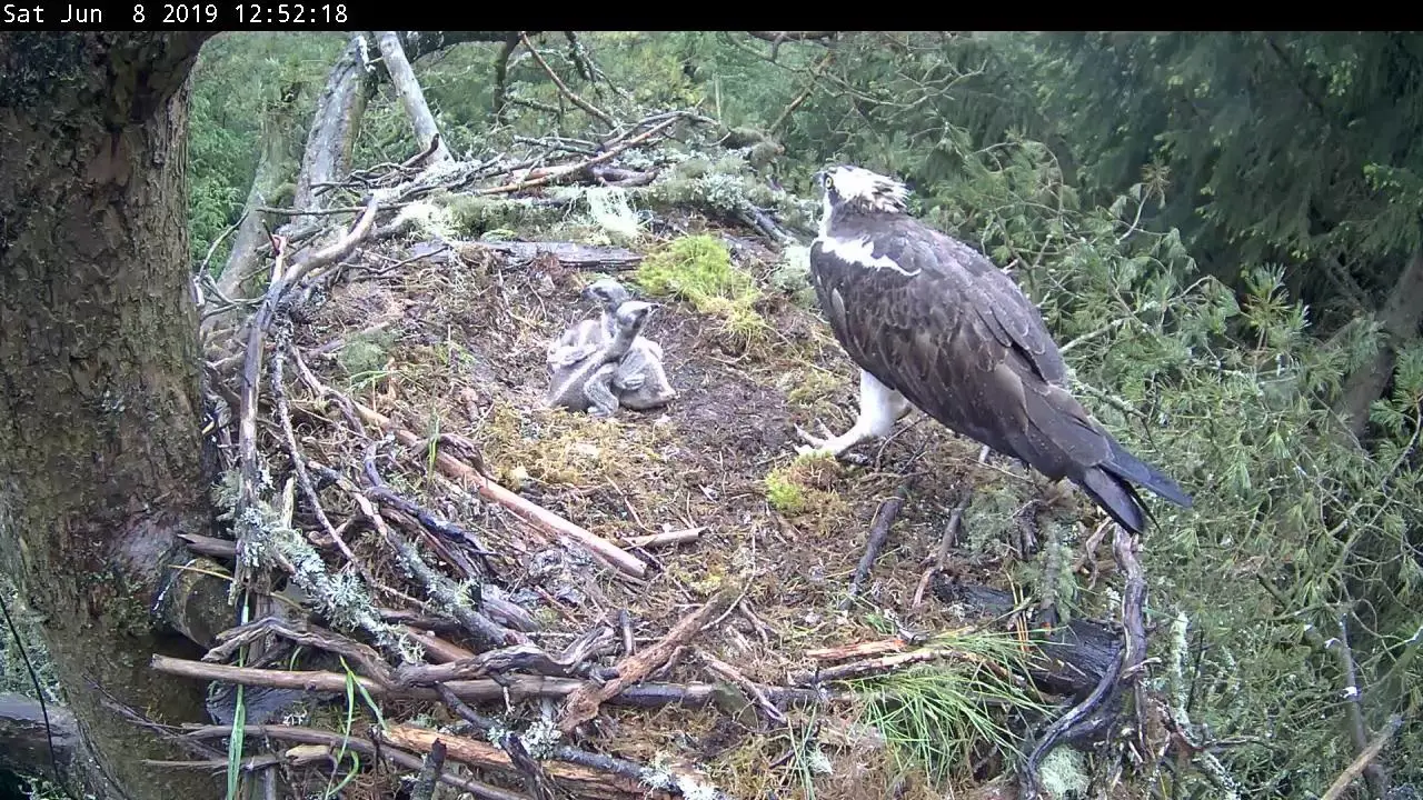 Small osprey chicks in a nest