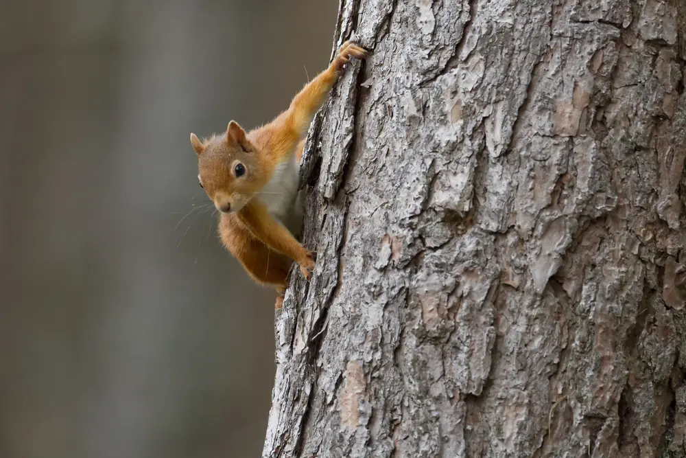 Red squirrel clinging to trunk of tree