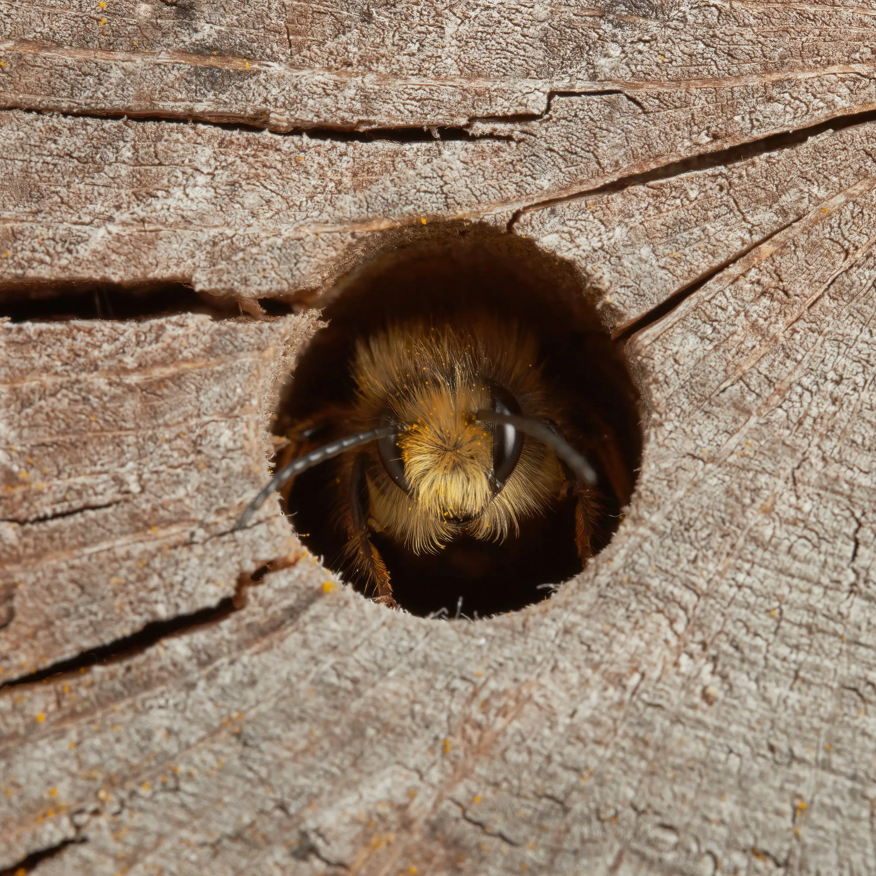 solitary bee in hotel