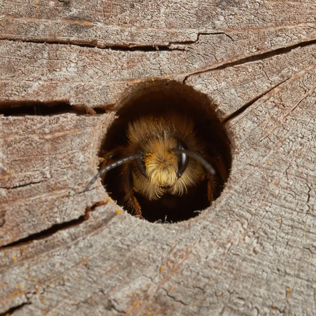 Solitary bee in hole.