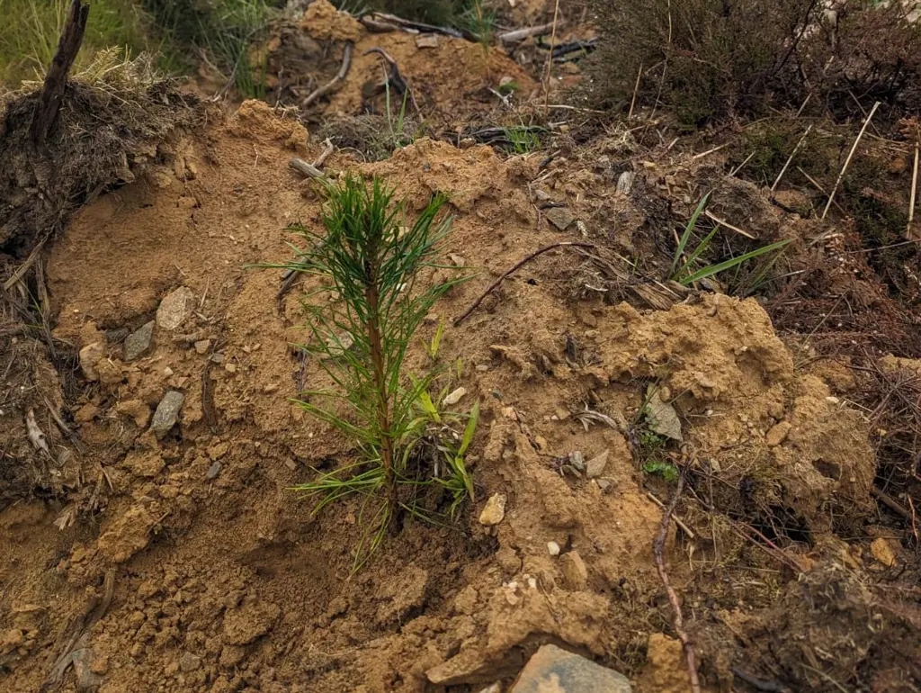 A small tree planted in mud.