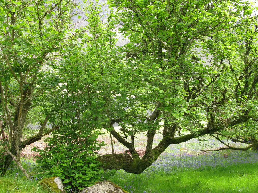 a hazel tree in a field with blue bells in sprinig