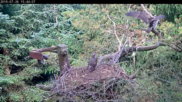 An osprey stretches its wings