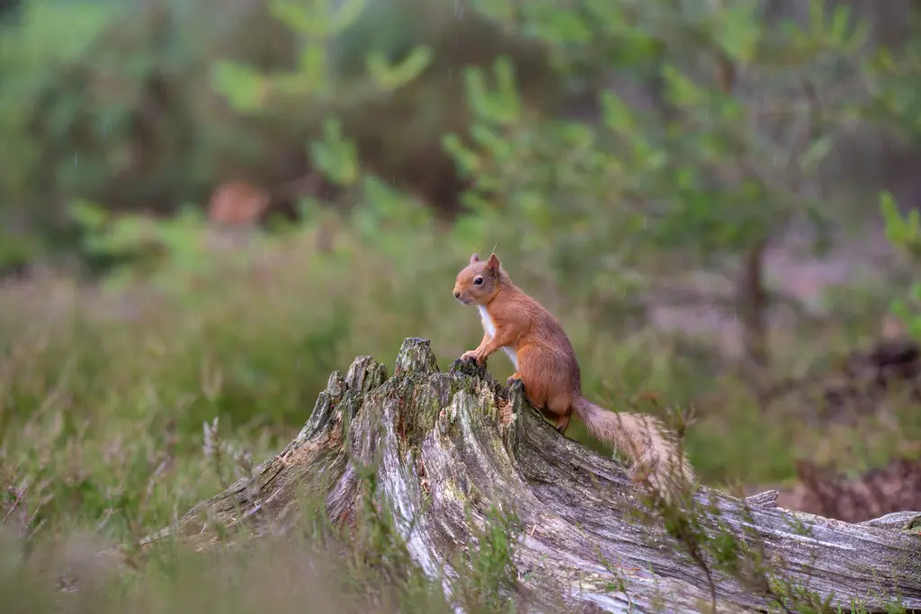 Red squirrel next to a tree stump surrounded by heather with trees in the background.