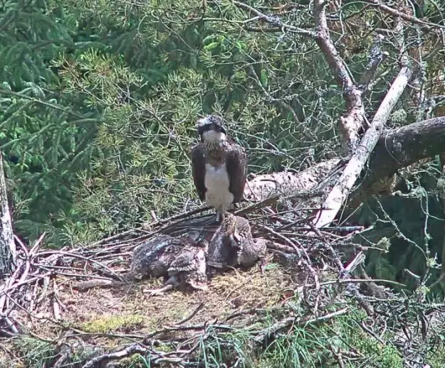 Osprey family in a nest