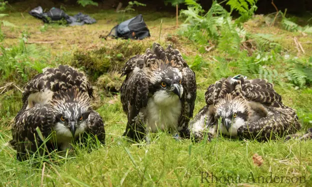 Three ospreys