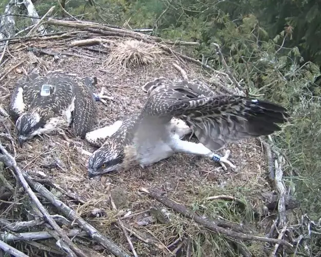 Osprey stretches its wing