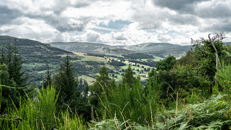 A view of the valley from a hill top through pine trees and ferns