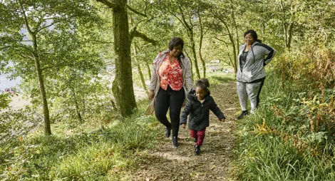 Drooping conifer branch