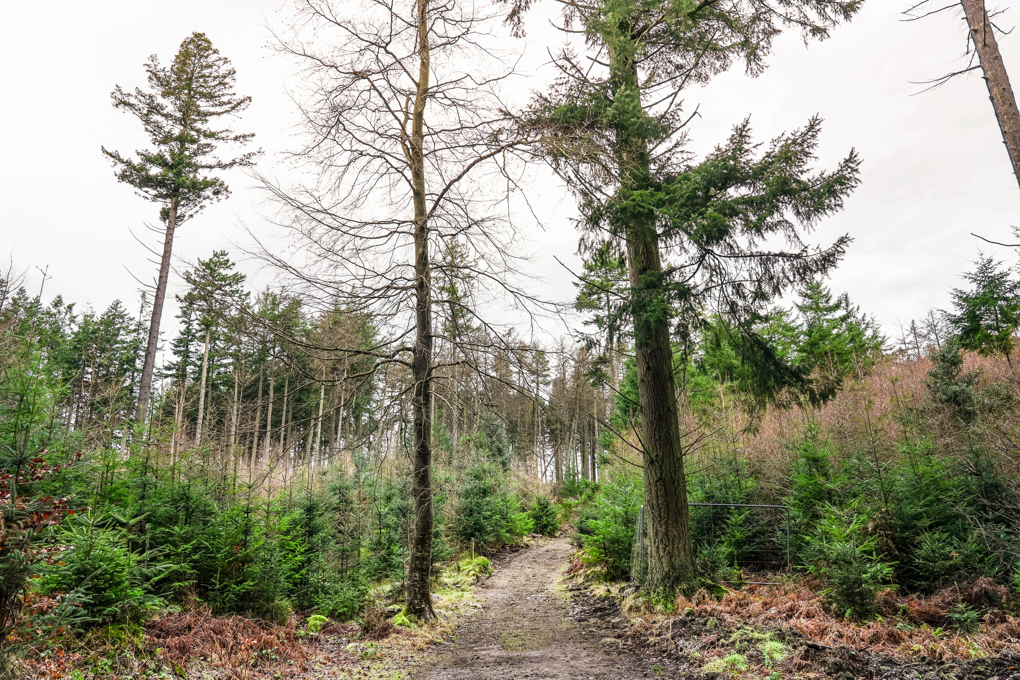 A path though a young forest with some older trees