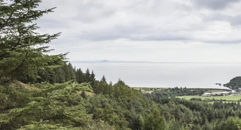 Drooping conifer branch