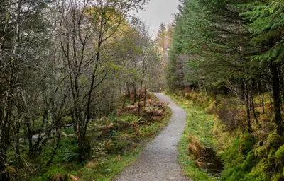 A forest trail in a mixed treed area
