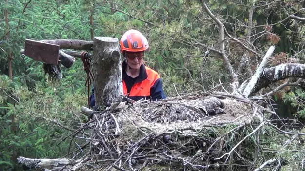 Forester climbs a tree to view empty nest