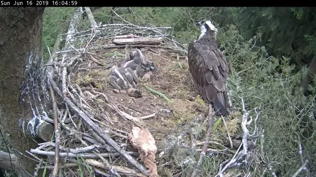 Osprey family in a nest