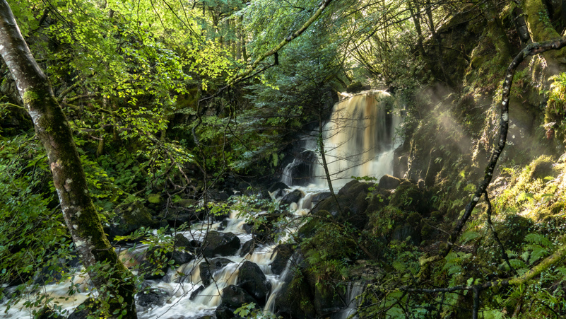 A waterfall in a lush green forest