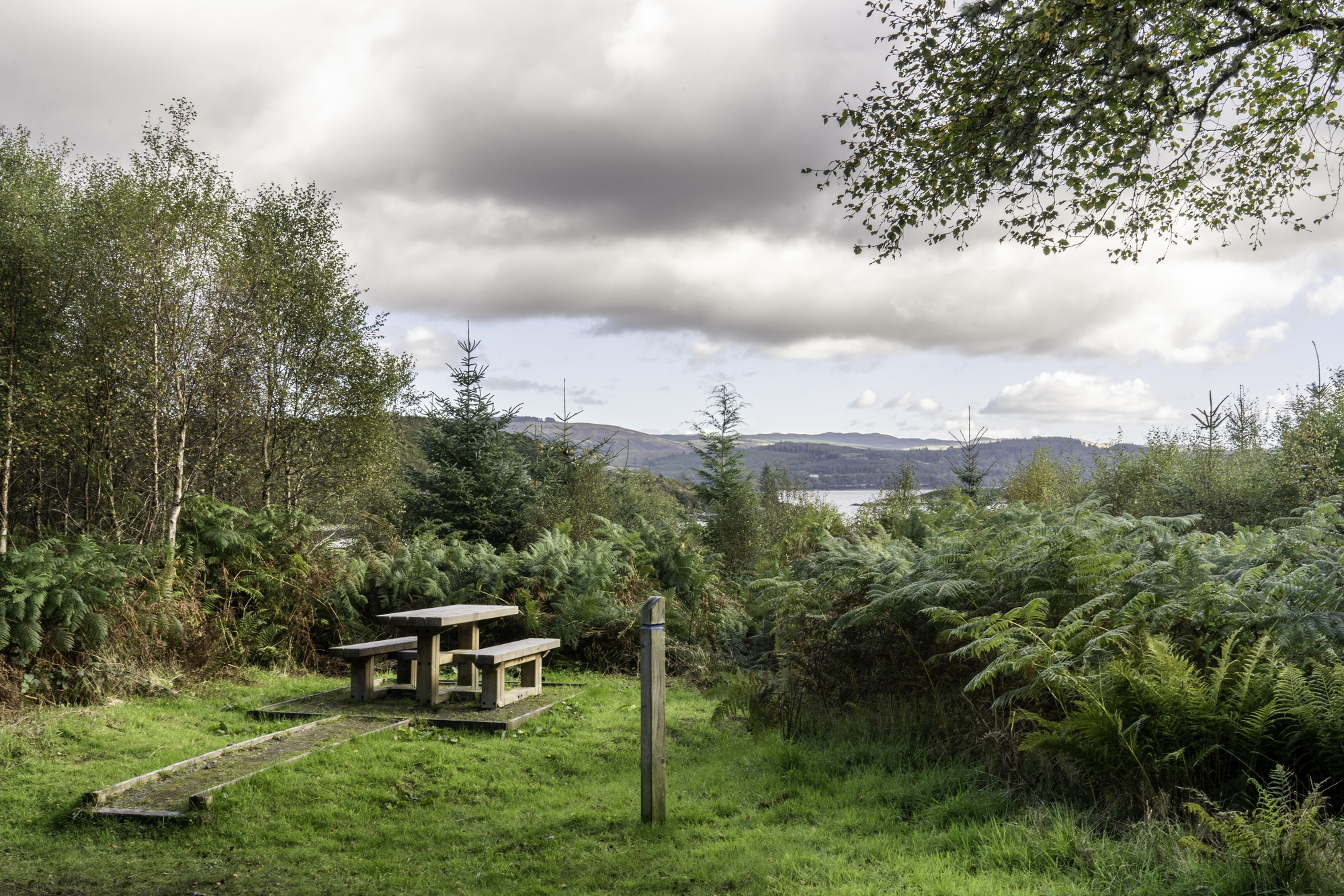 A picnic table overlooking a forest