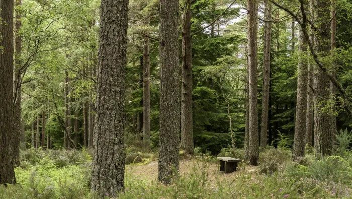 Conifer trees with a bench in a  small clearing in the middle of the scene.