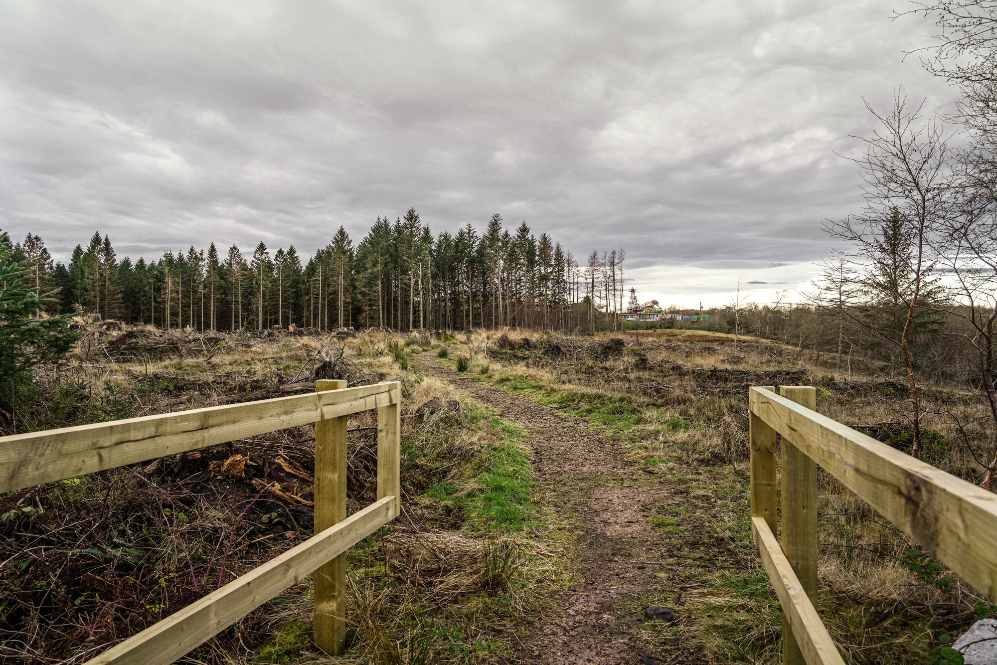 A wooden bridge through a recently felled woodland