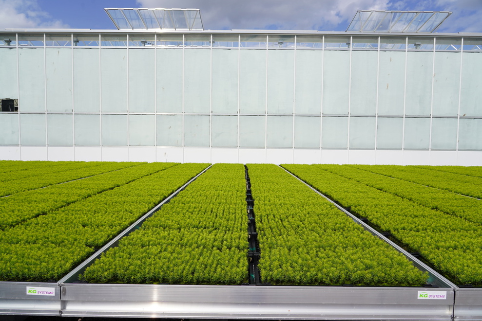 Small trees sitting in trays outside