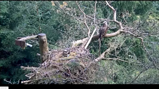 A male osprey sits on 3 eggs in a nest while a female osprey feeds