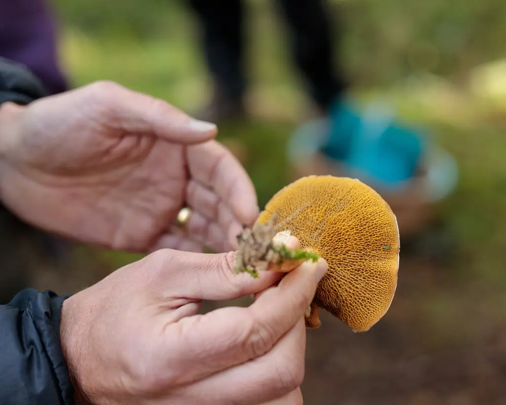 Person holding a fungus with the underside of the cap of the fungus visible.