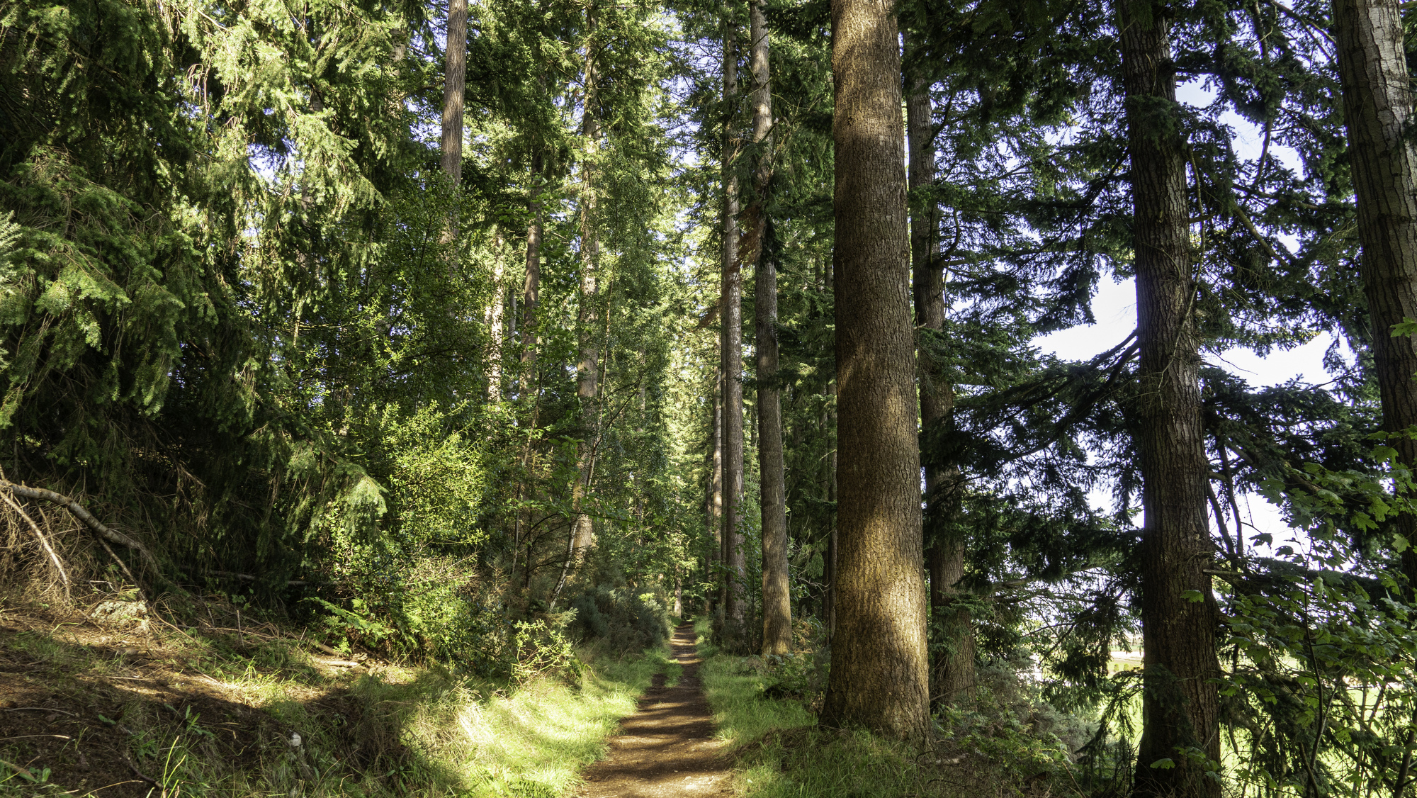 A path through a sunny conifer wood