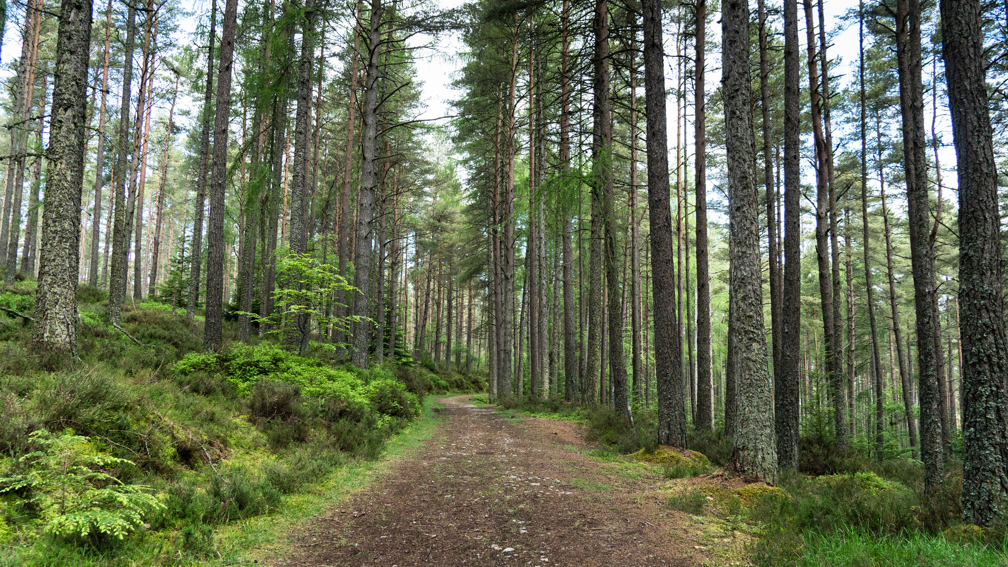  A forest path in a conifer woodland with ferns and moss on the edges