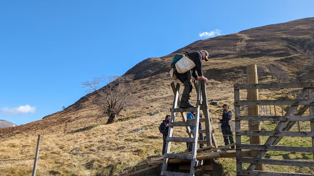 The elm tree shown in the fenced area with a person climbing a stile over the fence.