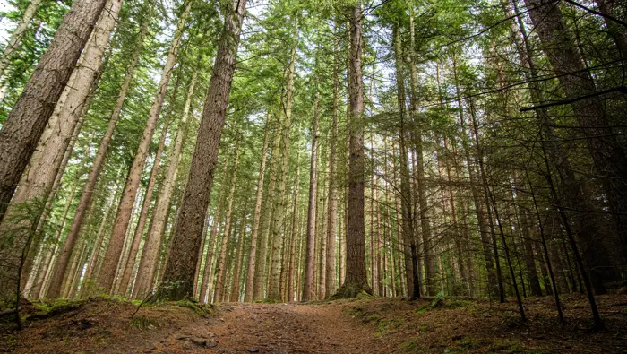 Looking up at tall trees.