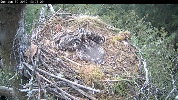 Three ospreys in a nest