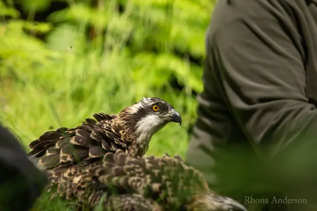 An osprey on the ground