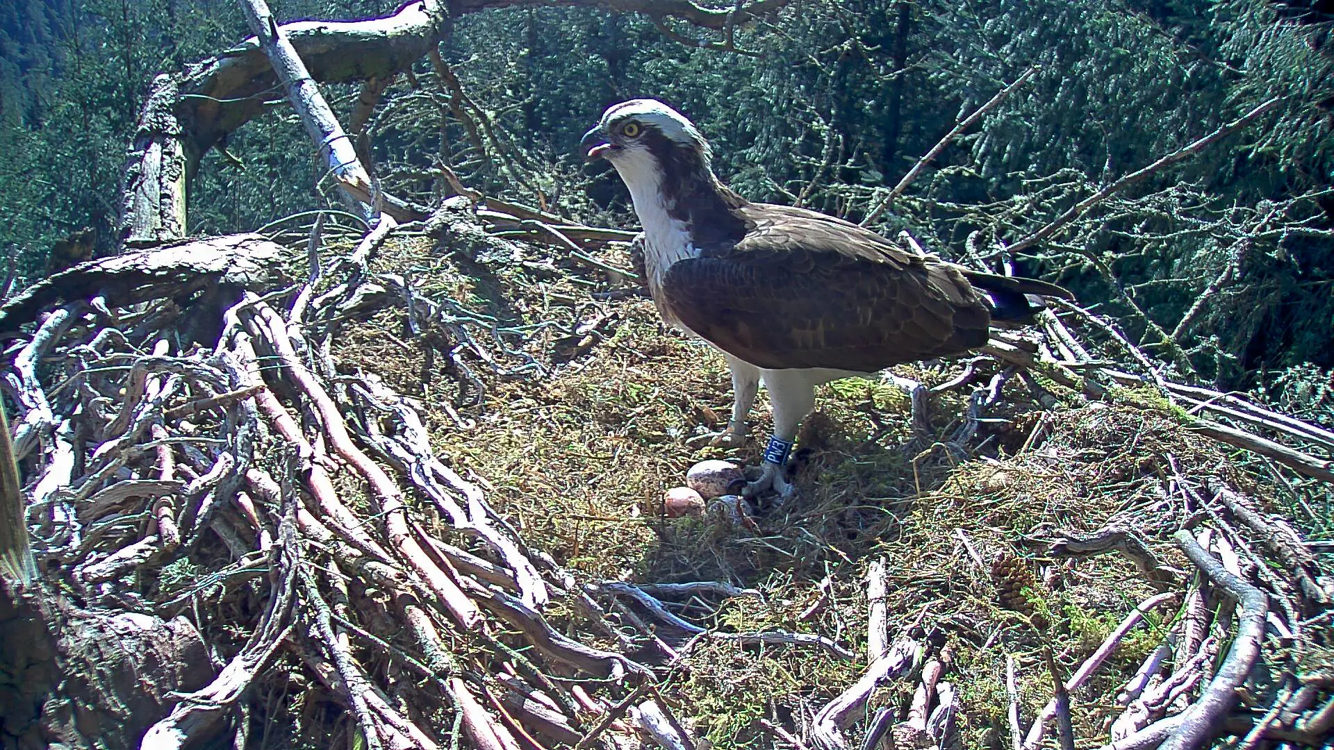 Male osprey standing in nest with three eggs