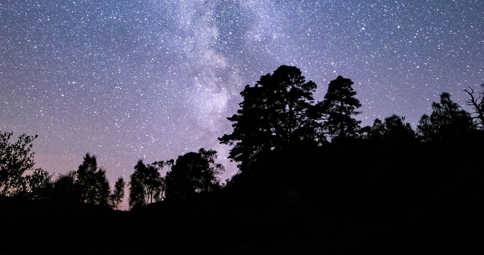 Drooping conifer branch